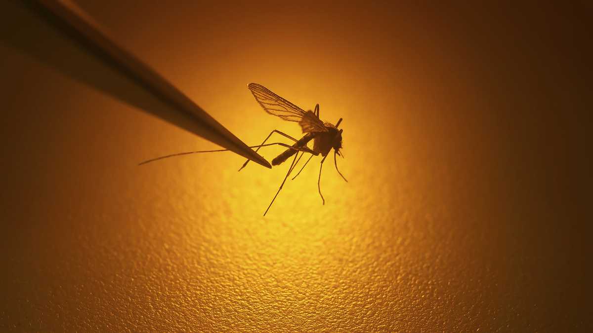 NH adult positive for mosquito-borne Jamestown Canyon virus - WCVB Boston thumbnail