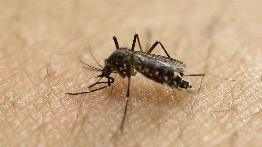 File photo: Mosquito on skin