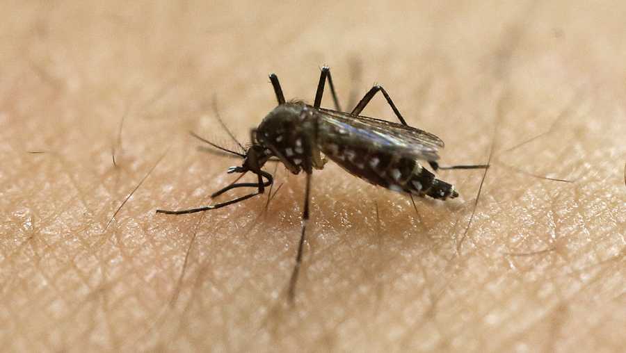 File photo: Mosquito on skin