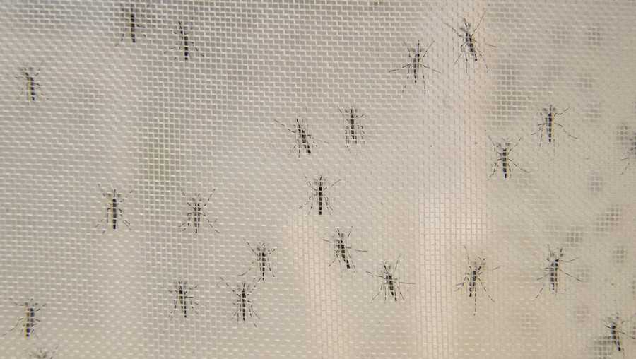 This Tuesday, Feb. 12, 2019 photo shows male mosquitos at the the Vosshall Laboratory at Rockefeller University in New York.