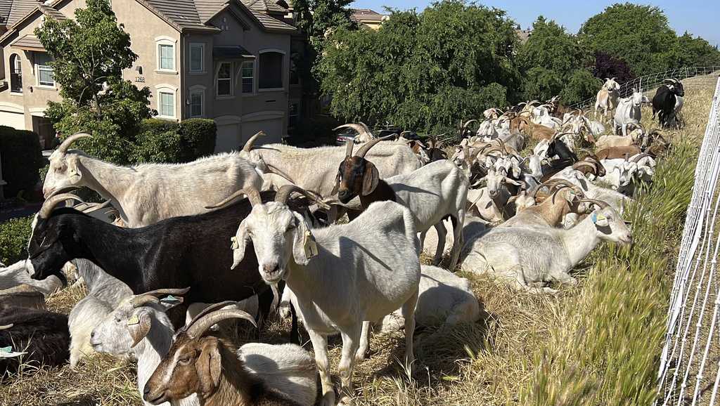 No kidding: California overtime law threatens use of grazing goats to prevent wildfires - Vimarsana News