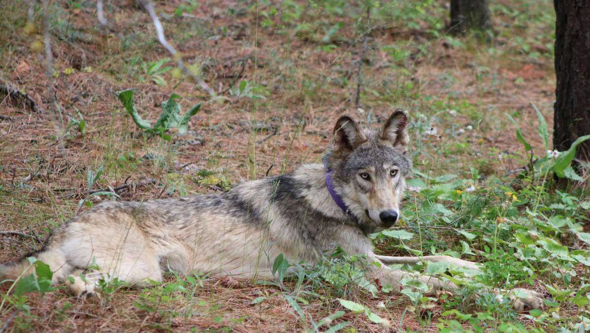 Wolf tracked near Yosemite park for first time in 100 years