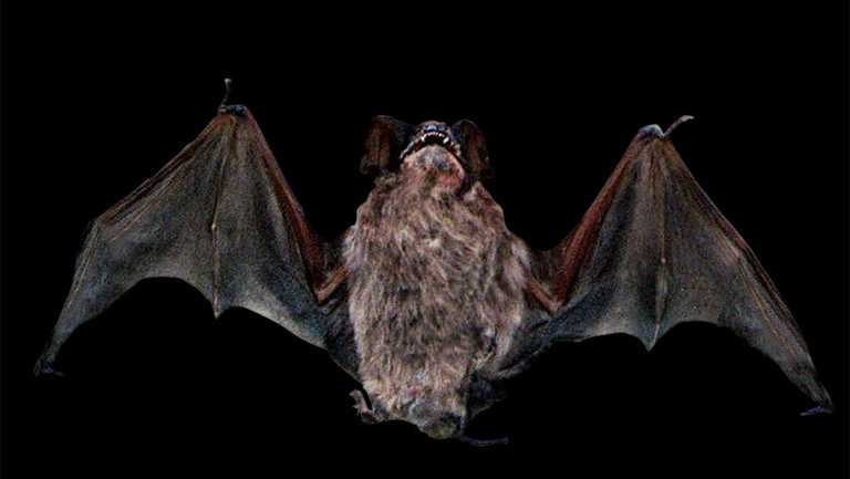 bat in flight, graphic element on black