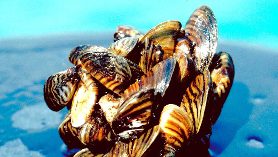 this undated photo provided by the u.s. department of agriculture shows a group of zebra mussels, taken from lake erie. dozens of foreign species could spread across the great lakes in coming years and cause significant damage to the environment and economy, despite policies designed to keep them out, a federal report says. the national center for environmental assessment issued the warning in a study released in jan. 2009. (ap photo/u.s. department of agriculture)