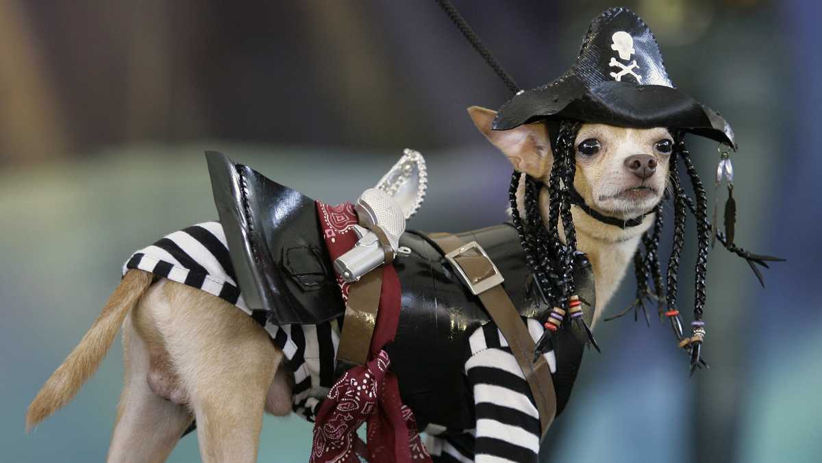 MadTree Brewing and Red Dog Pet Resort host Halloween event for our furry friends