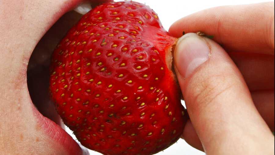 A woman tastes a strawberry on a field near Nehms, northern Germany, on Wednesday, June 9, 2010, on the occasion of the official beginning of the strawberry harvest in northern Germany. (AP Photo/Heribert Proepper)