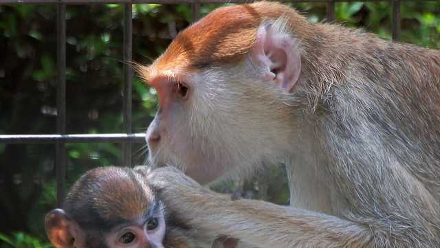 Wildlife officials searching for two monkeys who escaped from their home - Vimarsana News