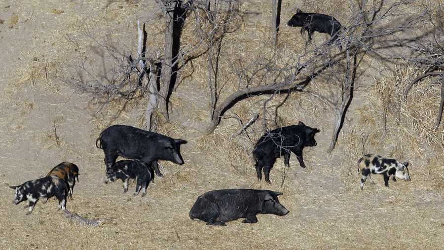 FILE - In this Feb. 18, 2009 file photo, feral pigs roam near a Mertzon, Texas ranch. A competition aimed at curbing the feral hog problem in Texas has resulted in the demise of 7,157 of the animals that damage or destroy hundreds of millions of dollars in crops and ranch land every year, the Texas Department of Agriculture said Wednesday, March 6, 2013. Sutton County, northwest of San Antonio, won this year's Hog Out Challenge. (AP Photo/Eric Gay, File)
