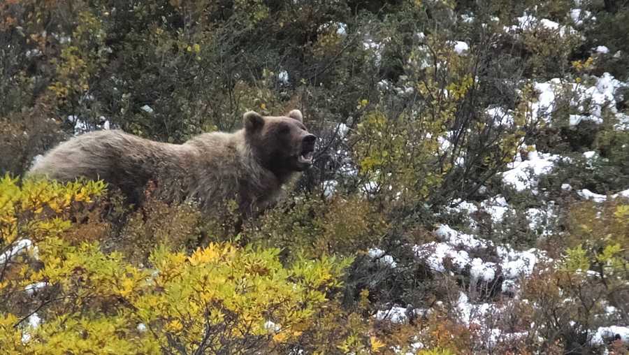 FILE - In this Aug. 31, 2015 file photo, a grizzly bear looks up from foraging in Denali National Park and Preserve, Alaska.