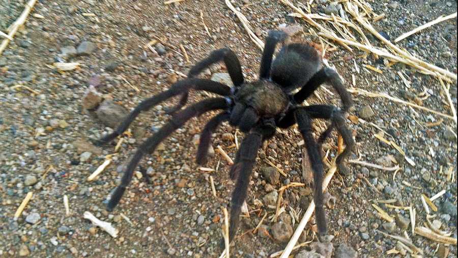 This Aug. 12, 2013 photo provided by the National Park Service shows a tarantula at the Rancho Sierra Vista park site, within the Santa Monica Mountains National Recreation Area near Newbury Park, Calif. Tarantulas are out looking for love, and hikers in Southern California&apos;s Santa Monica Mountains are warned to watch out for the hairy spiders. Tarantula mating season has begun, and it will last through the end of October, the National Park Service said Thursday, Sept. 1, 2016. (National Park Service via AP)