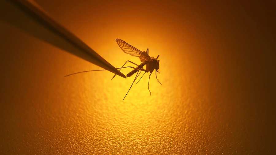 File - In this Aug. 26, 2019, file photo, Salt Lake City Mosquito Abatement District biologist Nadja Reissen examines a mosquito in Salt Lake City. The Utah Department of Health has confirmed this year&apos;s first human death from West Nile virus. Authorities said Saturday, Sept. 28, 2019, that a central Utah resident at least 65 years old died from the disease carried by mosquitoes sometime between Sept. 21 and 28. Utah health officials have confirmed 19 human cases West Nile virus this year. (AP Photo/Rick Bowmer, File)