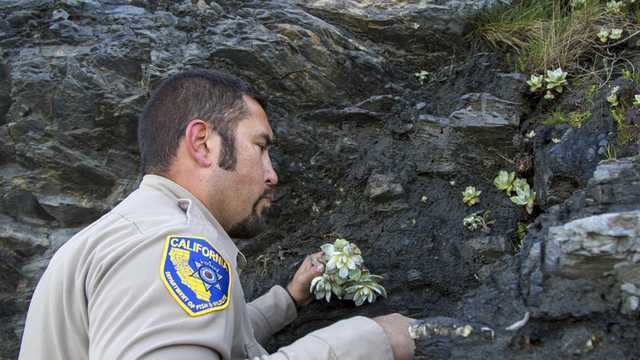 Man gets 2 years in prison for stealing plants worth $150,000 from California state parks - Vimarsana News