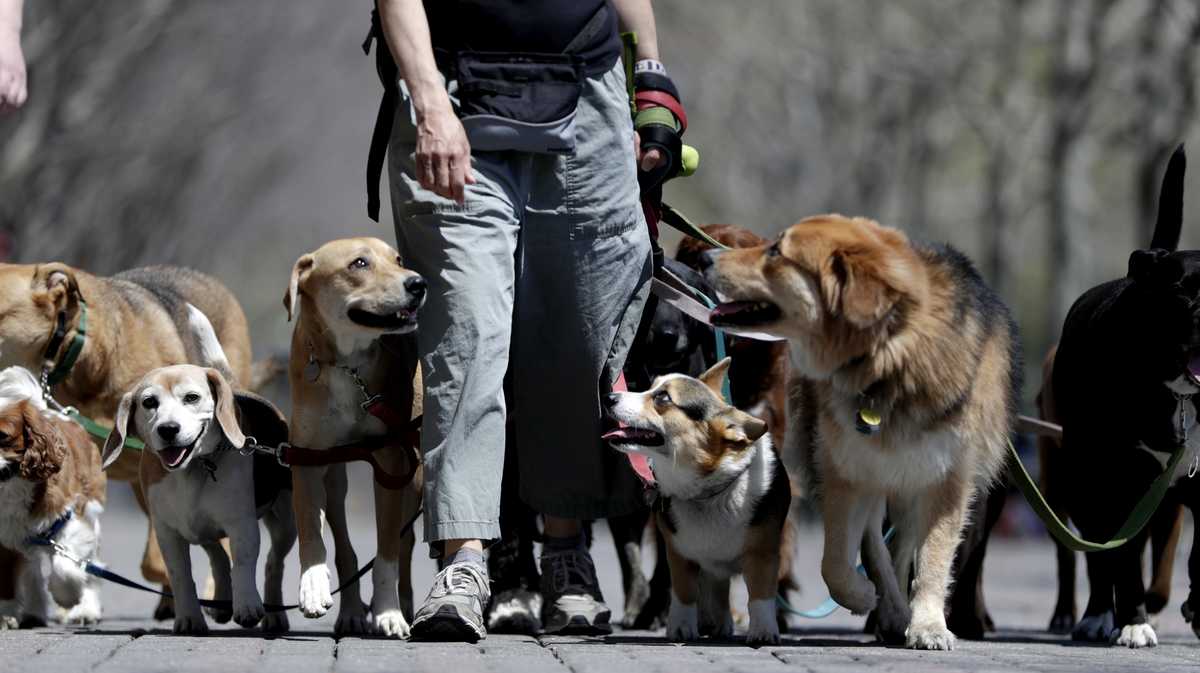 How to know if roads, sidewalks are too hot for your pet's paws?