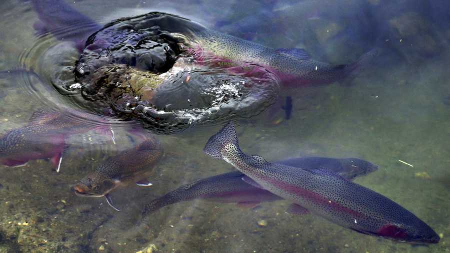 mature rainbow trout