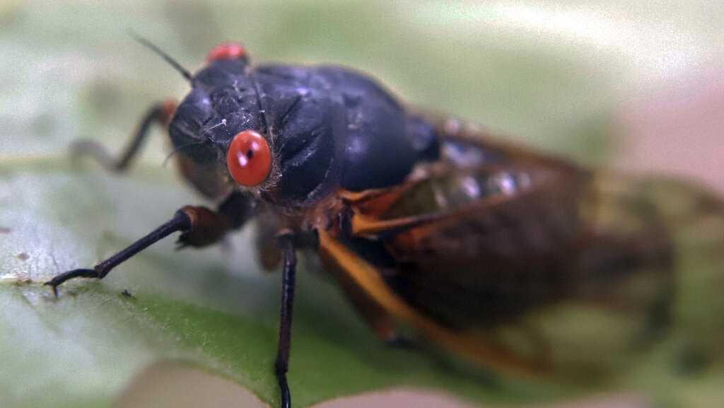 Cicadas are coming to Cincinnati, and they'll be right on time
