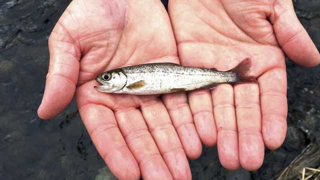 Endangered species found in Santa Cruz creek for first time after dam removal - Vimarsana News