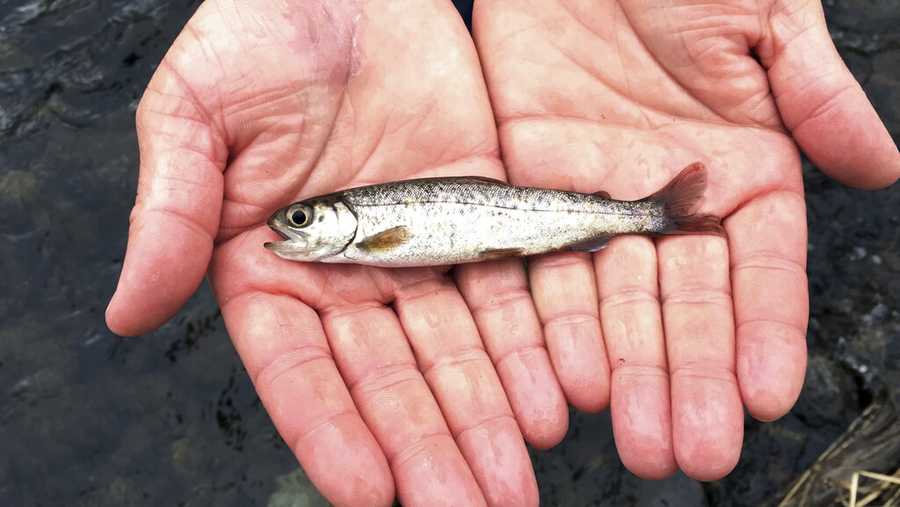 FILE - In this March 9, 2017 file photo, a juvenile coho salmon is held by a fish biologist at the Lostine River in northeastern Oregon. Oregon Public Broadcasting reports the 10th annual Northwest Climate Conference will be held at a downtown Portland hotel from Tuesday, Oct. 8 through Thursday, Oct.10, 2019. The summit will cover topics including water quality impacts, drought, wildfires, and public perception of climate change in the Pacific Northwest. (AP Photo/Gillian Flaccus, File)