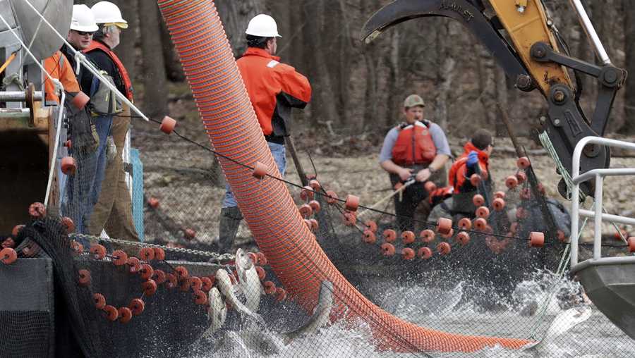 Asian carp jump near the suction tube of a fish pump as workers from several natural resource agencies supervise the harvesting of the fish from Kentucky Lake near Golden Pond, Ky., Monday, Feb. 17, 2020. The harvest method mainly targets bighead and silver carp, two of the four invasive carp species collectively known as Asian carp in the U.S. Both bighead and silver carp devour plankton that form the base of the food chains, grow rapidly and reproduce prolifically, outcompeting many native fish. (AP Photo/Mark Humphrey)