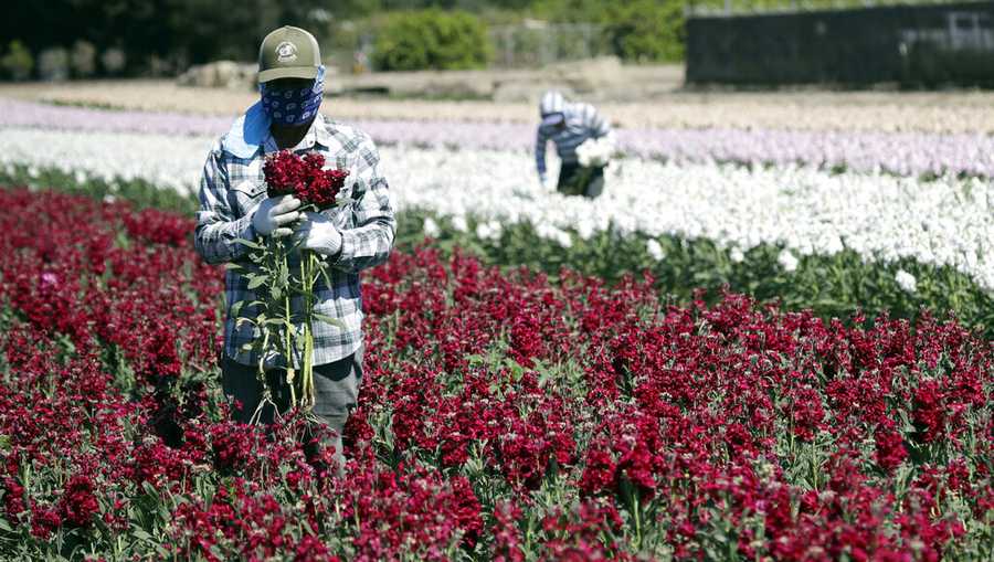 FILE - In this April 15, 2020, file photo, a farmworker, considered an essential worker, covers his face as he works at a flower farm in Santa Paula, Calif. A pair of advisory committees are making potentially life-and-death decisions starting Wednesday, Dec. 16, 2020, over who&apos;s next in line for scarce coronavirus vaccines that aren&apos;t expected to be universally available to California&apos;s nearly 40 million residents until sometime deep into next year. Should teachers be among the chosen few? Farmworkers? Grocery workers? Ride-hailing drivers? Each has its constituency lobbying to be included among about 8 million California residents who will be selected for the second round of vaccines early next year. (AP Photo/Marcio Jose Sanchez, File)