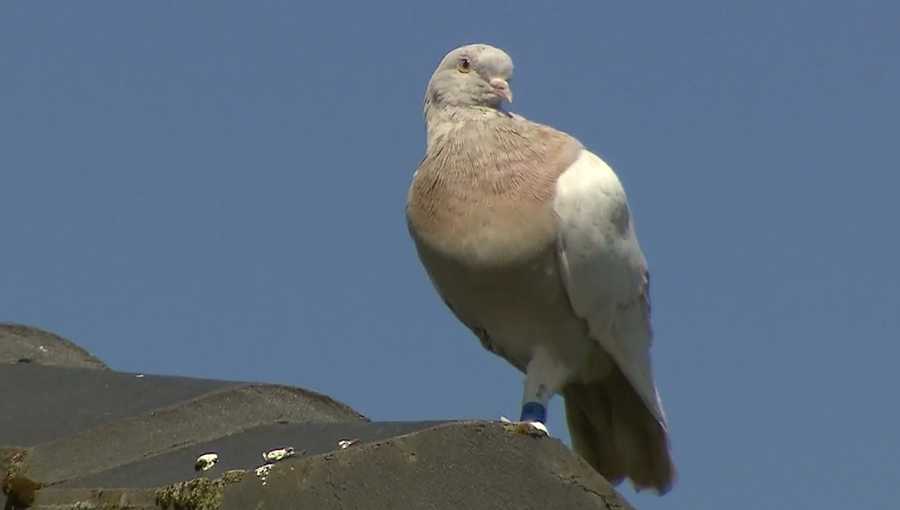 In this image made from video, a racing pigeon sits on a rooftop Wednesday, Jan. 13, 2021, in Melbourne, Australia, The racing pigeon, first spotted in late Dec. 2020, appears to have made an extraordinary 8,000-mile Pacific Ocean crossing from the United States to Australia. (Channel 9 via AP)