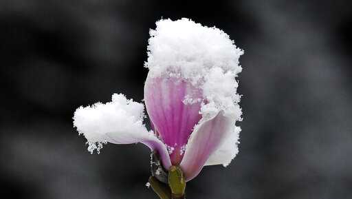 Cincinnati to get spring snow Tuesday evening: Slushy accumulation attainable