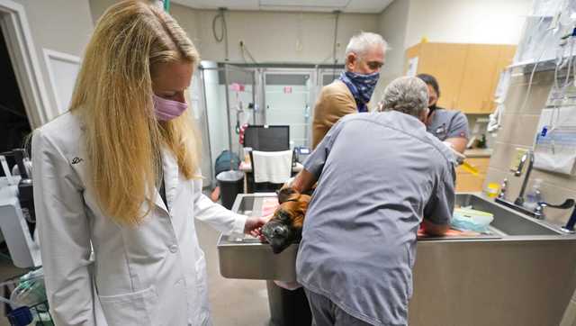 Veterinarians are 'working beyond capacity' due to a surge in pet adoptions during COVID-19 - Vimarsana News