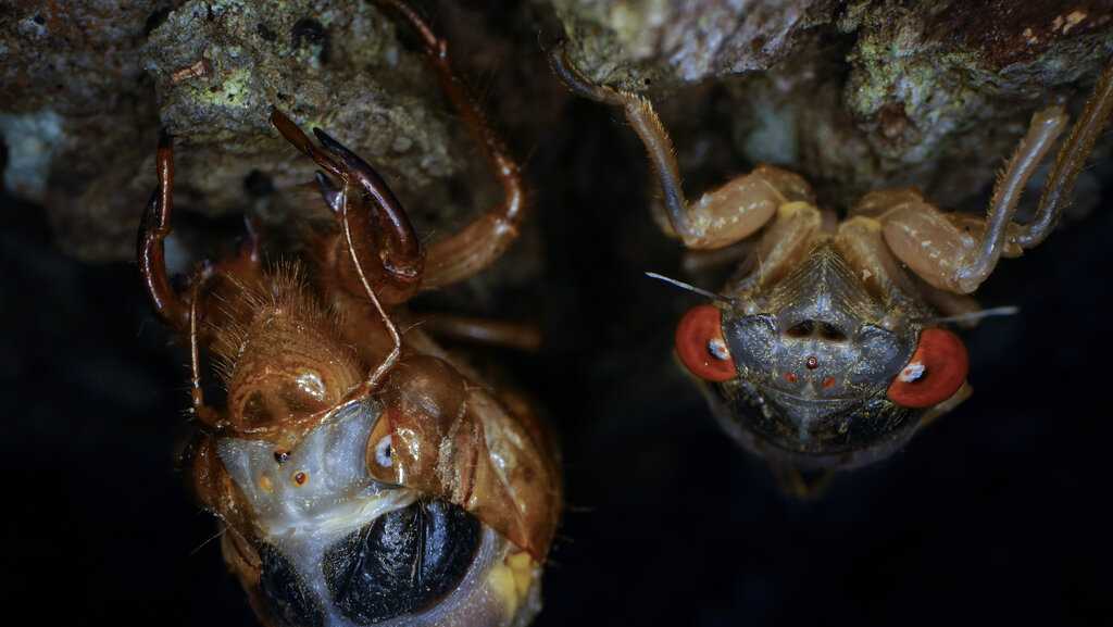 When will cicadas peak in Cincinnati? When will they start singing?