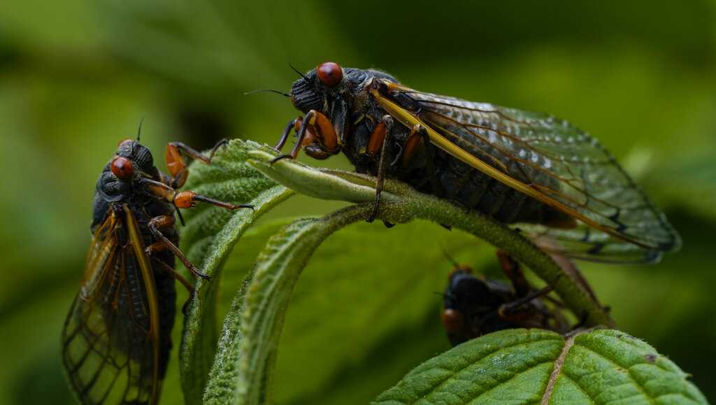 Cicada Black/Tan