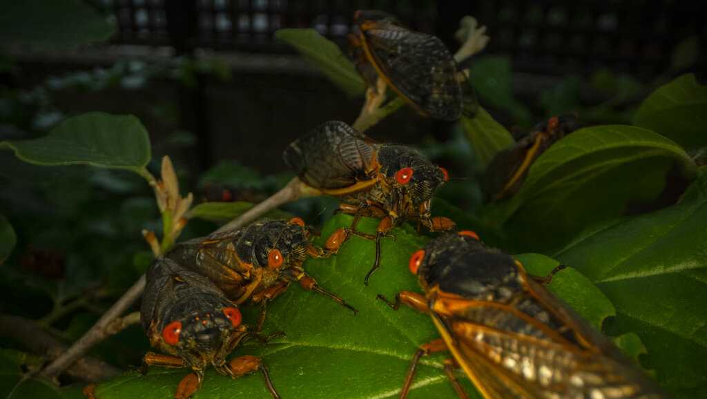 OK, cicadas are here When will they go away?