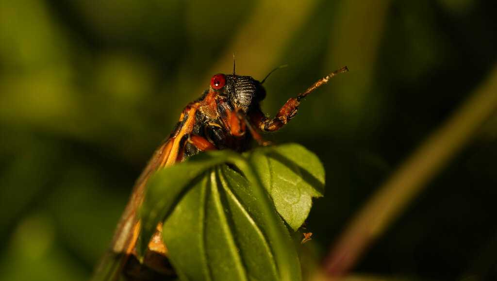 Cicadas are slowly dying off in Cincinnati Here’s when they’ll be gone
