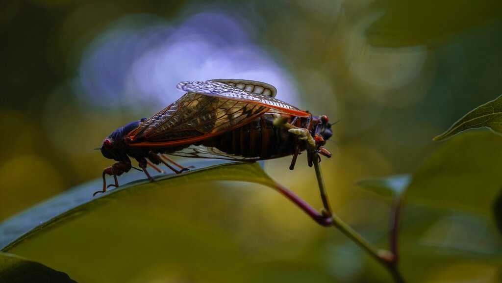 Cicadas in Cincinnati can drown out a lowflying plane They'll only