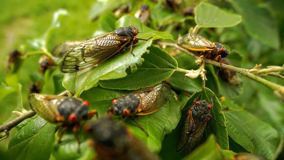 Brood X on its way out But another brood of cicadas coming to Ohio in 2025