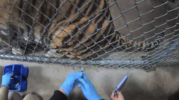 A tiger receives a COVID-19 vaccine at the Oakland Zoo.  (Oakland Zoo via AP)