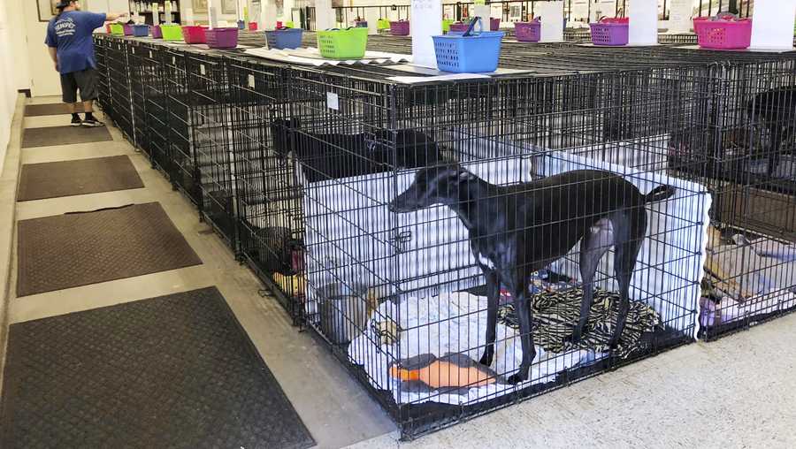 This Oct. 10, 2018, file photo shows a greyhound in a crate at Hemopet in Garden Grove, Calif. A new law in California will phase out one of the nation's largest canine blood banks.