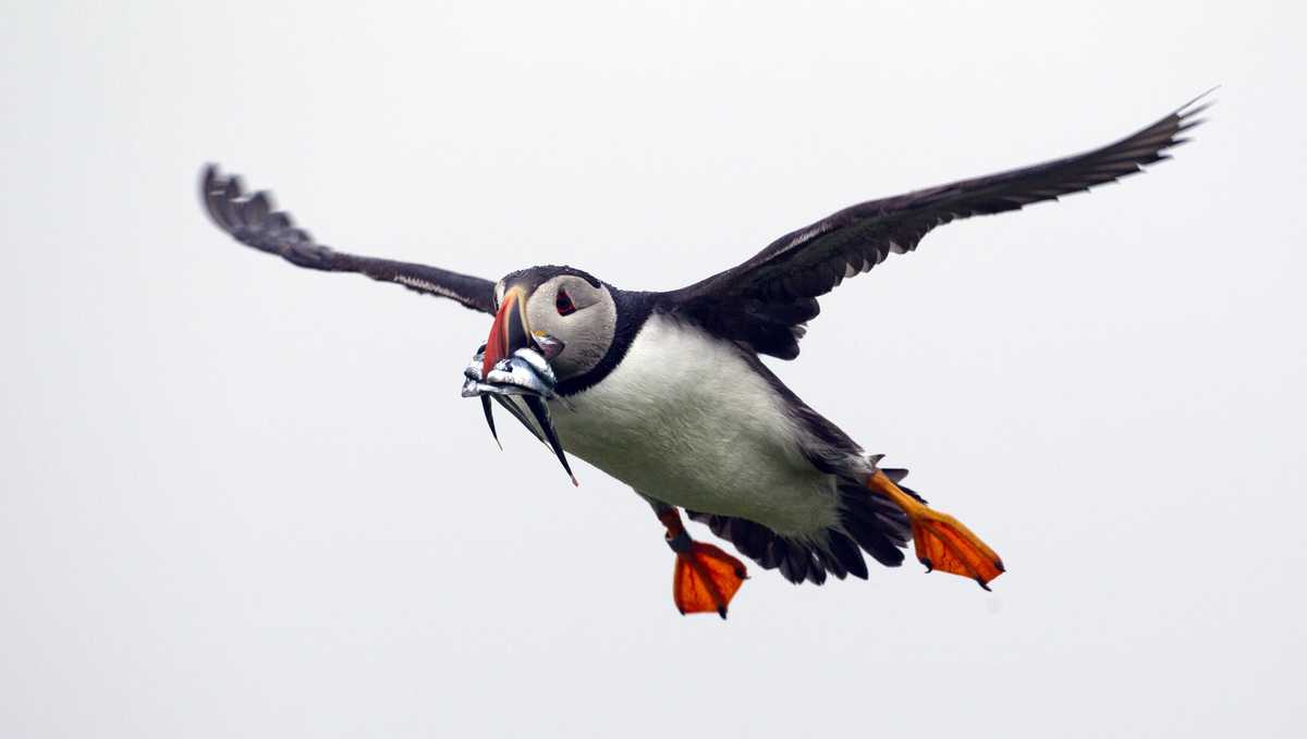 Maine's puffins on upward swing - The Wildlife Society