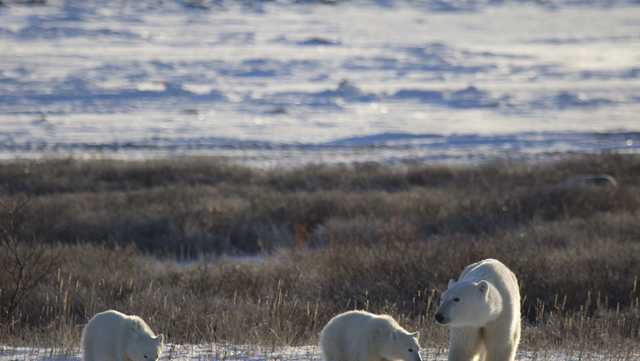 EXPLAINER: How warming affects Arctic sea ice, polar bears - Vimarsana News