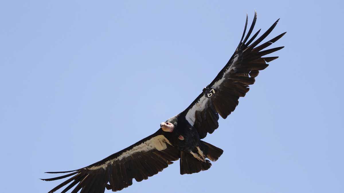 Study finds California condors can have 'virgin births'