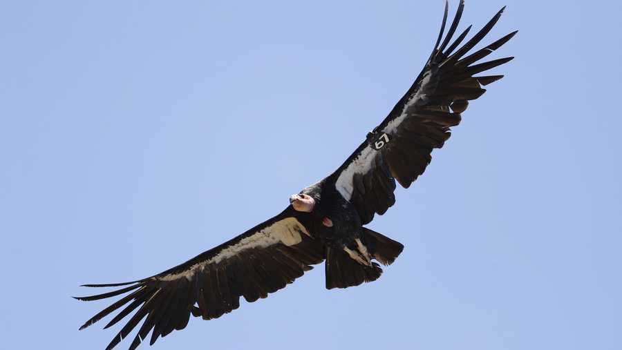 In this June 21, 2017, file photo, a California condor takes flight in the Ventana Wilderness east of Big Sur, Calif.