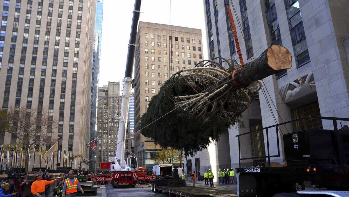 Home for the holidays Where did this year's Rockefeller Center tree