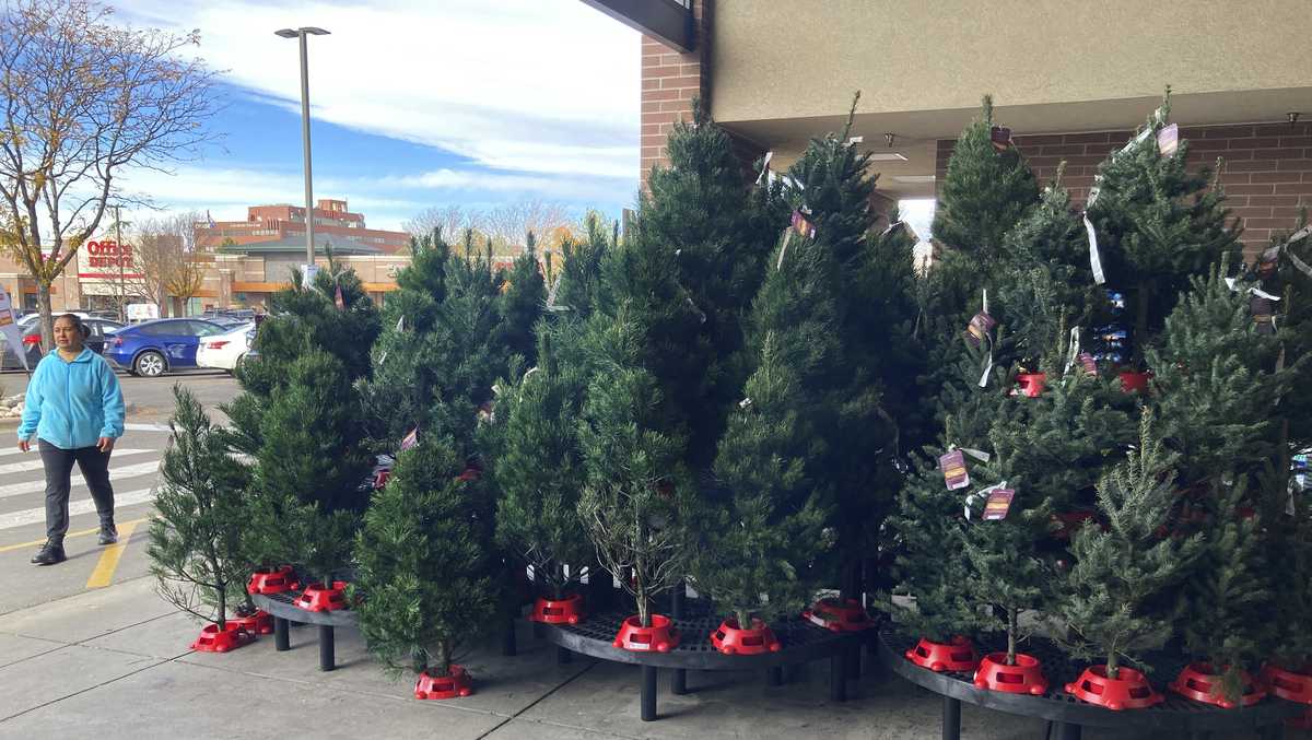 Expect to pay more for Christmas trees, experts say