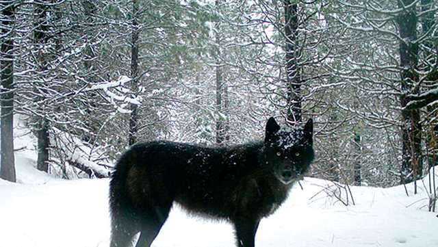'Horrific': Oregon police ask for the public's help after 8 rare wolves poisoned, killed - Vimarsana News