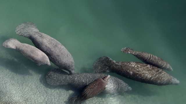 Test feeding plan in works for starving Florida manatees - Vimarsana News