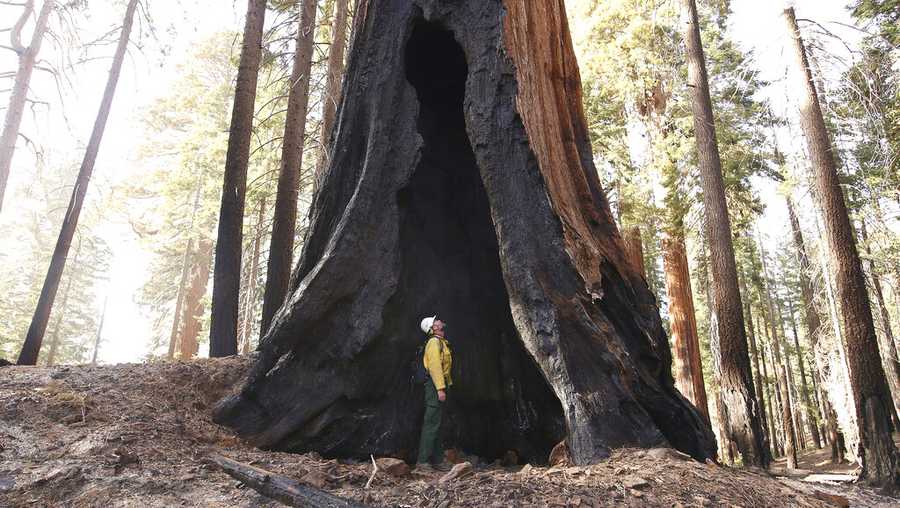 FILE - Assistant Fire Manager Leif Mathiesen, of the Sequoia & Kings Canyon Nation Park Fire Service, looks for an opening in the burned-out sequoias from the Redwood Mountain Grove which was devastated by the KNP Complex fires in the Kings Canyon National Park, Calif., Friday, Nov. 19, 2021. Sequoia National Park is reopening its Giant Forest area, three months after extraordinary efforts saved the grove as Northern California wildfires destroyed thousands of other redwoods. (AP Photo/Gary Kazanjian, File)