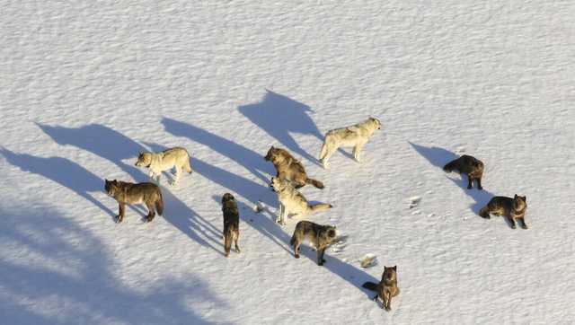 Hunters kill 20 Yellowstone wolves that roamed out of park - Vimarsana News