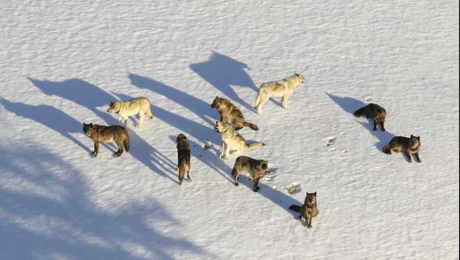 FILE - This March 21, 2019 file photo provided by the National Park Service shows the Junction Butte wolf pack taken from an aircraft in Yellowstone National Park. Park officials say 20 Yellowstone wolves have been killed by hunters in recent months including 15 just across the park border in Montana. (National Park Service via AP, File)