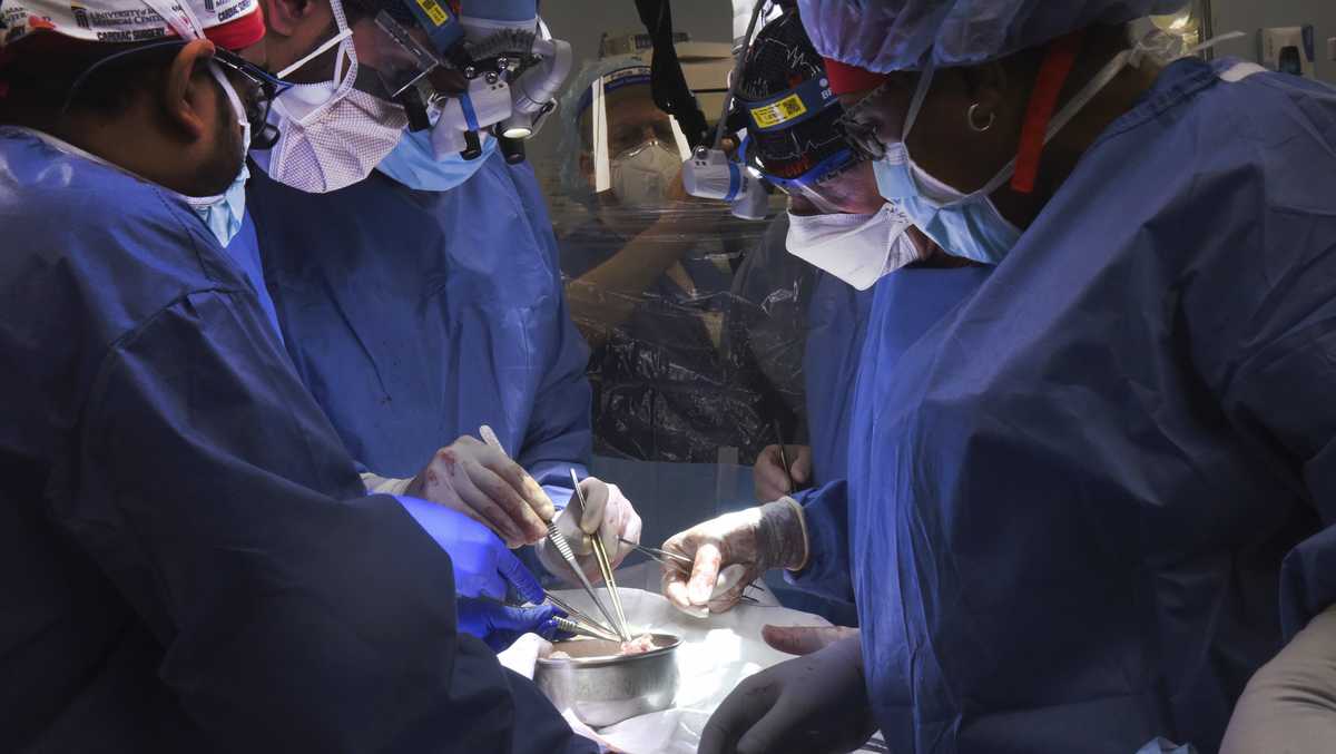 In a medical science first, US surgeons transplant pig heart into human