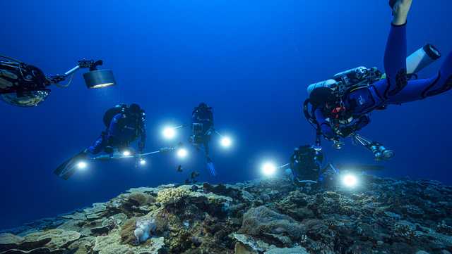Rare, pristine coral reef found off Tahiti coast - Vimarsana News