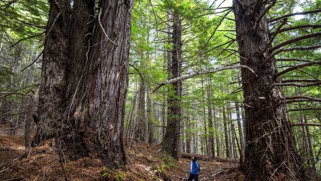 California redwood forest returned to native tribal group - Vimarsana News