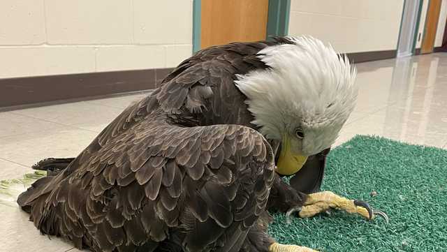 Nearly half of US bald eagles suffer from lead poisoning - Vimarsana News
