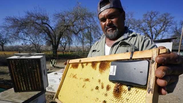 Beekeepers turn to anti-theft technology as hive thefts rise - Vimarsana News